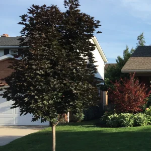 Acer platanoides 'Crimson Sentry' – Érable de Norvège 'Crimson Sentry'