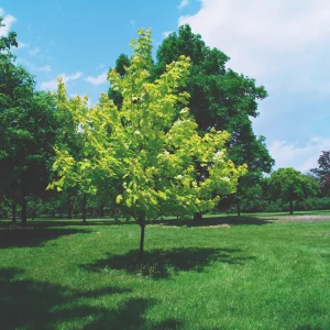 Acer platanoides 'Princeton Gold' – Érable de Norvège 'Princeton Gold'
